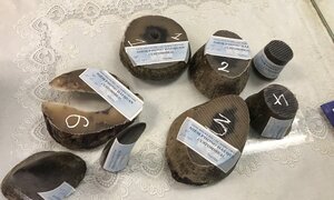 TP. HCM: Túi hành lý chứa sừng tê giác trắng trị giá 8 tỷ đồng