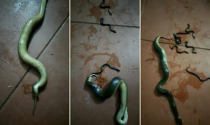 Bị đập bẹp đầu, rắn mẹ vẫn quằn quại đẻ hàng chục con trước khi chết