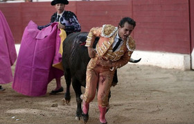 Kinh hãi khoảnh khắc bò tót nổi điên, húc thủng bụng đấu sĩ nổi tiếng