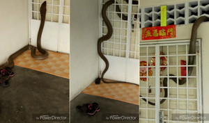 Kinh hãi hổ mang chúa khổng lồ đột nhập 'đại náo' nhà dân