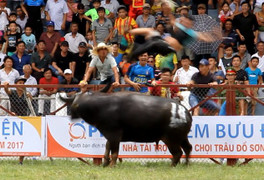 Những điều chưa biết về 'ông trâu' vô địch lễ hội chọi trâu Đồ Sơn