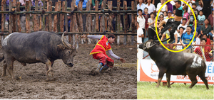 Những điều chưa biết về 'ông trâu' vô địch lễ hội chọi trâu Đồ Sơn