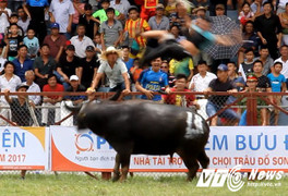 Những điều chưa biết về 'ông trâu' vô địch lễ hội chọi trâu Đồ Sơn