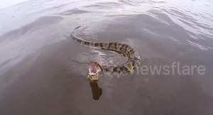 Rắn hổ mang nước nhe nọc, hung hãn đuổi theo thuyền dọa người