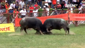 Những điều chưa biết về 'ông trâu' vô địch lễ hội chọi trâu Đồ Sơn