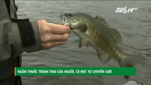 Không thể tin được: Ngấm thuốc tránh thai của người, cá đực tự chuyển giới
