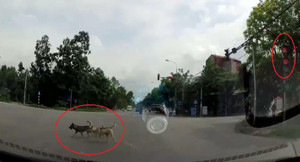 Nhiều người tự thấy xấu hổ với loài chó khi xem clip này