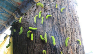 Kinh hãi cảnh hàng nghìn con sâu bủa vây, tấn công nhà dân ở Bình Dương