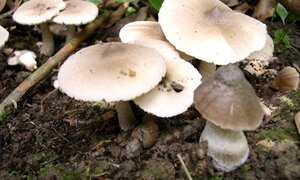 Ninh Thuận: Nấm độc tràn lan, nhiều trường hợp ngộ độc do nấm rừng