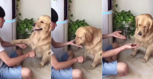 Phản ứng của chú chó khi chơi 'tập tầm vông' với chủ khiến dân mạng bật cười