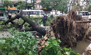 Bão số 2 đổ bộ, toàn tỉnh Nghệ An mất điện, hàng loạt cây xanh bị quật ngã