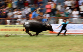 Những điều chưa biết về 'ông trâu' vô địch lễ hội chọi trâu Đồ Sơn