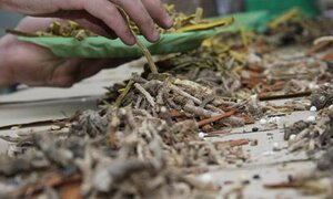 Tận mắt thấy thuốc bắc 'ngậm' lưu huỳnh còn ai dám mua