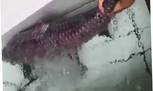 Đã mắt với cá trắm đen 'siêu khủng' nặng 45kg tại chợ cá Yên Sở
