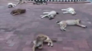 Rơi nước mắt cảnh bầy chó hoang đau buồn nằm canh xác bạn bị xe cán chết