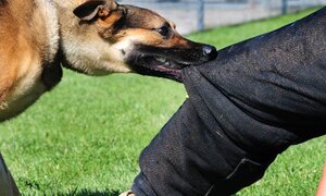 Bị chó dại cắn không chích ngừa vắc xin, 5 người chết