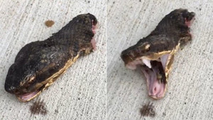 Mẹ ác nhốt con dưới gầm ghế, ngồi lên trên để chơi mạt chược