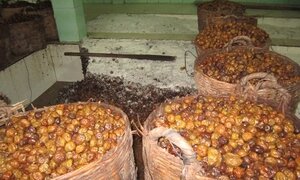 Sự thật về mứt để quanh năm không hỏng: 100% nguyên liệu được tẩy trắng bằng chất kịch độc