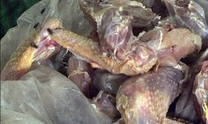 Video: Hàng tấn chân trâu, cánh gà thối chuẩn bị lên bàn nhậu
