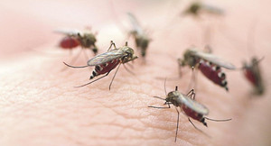 Sốt xuất huyết bùng phát, gần 10.000 người mắc: Vì sao Hà Nội không công bố dịch?