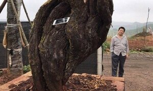 Chiêm ngưỡng gốc hồng 200 tuổi trả 1 tỷ không bán