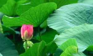 Bỏ túi 6 thực phẩm giúp giảm cân hiệu quả mà không tốn tiền