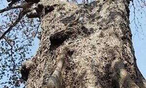 Cây bàng đá chết khô ở Sóc Trăng, đại gia trả giá 30 tỷ đồng
