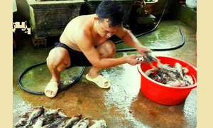 Cá lồng bè chết hàng loạt trên thượng nguồn sông Lam