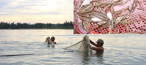 Ly kỳ nghề đi tủ ngâm mình dưới nước ‘săn’ loài cá tiến vua ngon nức tiếng