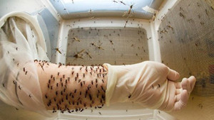 Cảnh báo: Kết quả xét nghiệm máu chẩn đoán nhanh sốt xuất huyết vẫn có thể sai số