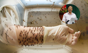 Cảnh báo: Kết quả xét nghiệm máu chẩn đoán nhanh sốt xuất huyết vẫn có thể sai số