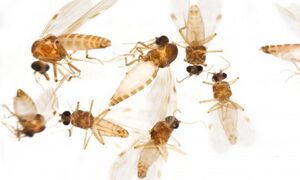 Brazil đang đối mặt mối đe dọa mới từ virus Oropouche