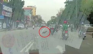 Chó thả rông lao sang đường như tên bắn, đốn ngã xe máy trước đầu ô tô