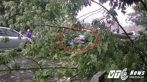 Bão số 10 chưa đổ bộ, cây xanh đã bị gió giật đổ đè bẹp ô tô biển xanh