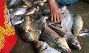 Ảnh: Bất chấp mưa bão, người dân Hà Tĩnh cầm dao chém cá