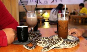Rùng mình với dịch vụ uống cà phê với trăn và kỳ đà ở Sài Gòn