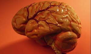 Việt Nam dừng sử dụng lô sinh phẩm y tế nghi nhiễm bệnh bò điên