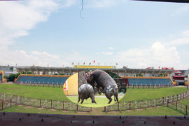 Những điều chưa biết về 'ông trâu' vô địch lễ hội chọi trâu Đồ Sơn