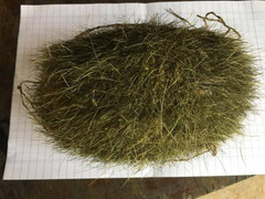 Mổ lợn nuôi 10 năm phát hiện vật lạ nghi trư sa quý hiếm