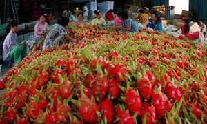 Thanh long Việt Nam bán tại Úc hơn 200.000 đồng/kg