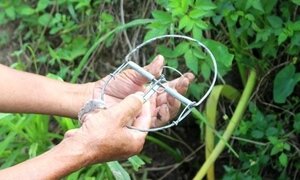 Trở thành 'vua' diệt chuột xứ Nghệ nhờ sáng kiến đơn giản