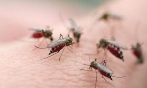Việt Nam sắp có vaccine phòng sốt xuất huyết