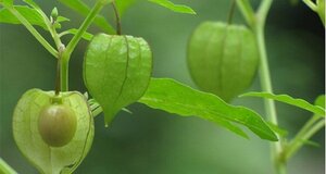 Cô gái Việt quyết trồng cây dại là 'thần dược' giá ngất ngưởng ở Nhật