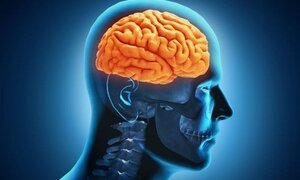 Ăn quá nhiều, lười suy nghĩ gây tổn hại não bộ