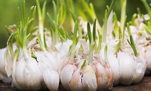Khoai tây mọc mầm độc chết người - hành tỏi mầm có độc?