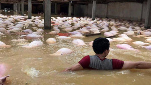 Thanh Hóa: Bất lực nhìn gần 4.000 con lợn chết đuối trong trại nuôi ngập lụt