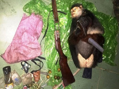 Truy tìm 2 kẻ dùng súng giết voọc chà vá chân nâu cực hiếm