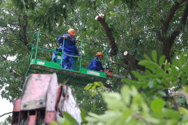 Chi phí đánh chuyển gần 1.000 cây xanh đường Phạm Văn Đồng thế nào?