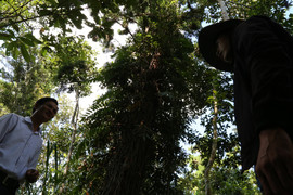 Cận cảnh rừng cây thủy tùng ở Việt Nam có 'núi tiền' cũng không mua nổi