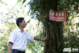 Cận cảnh rừng cây thủy tùng ở Việt Nam có 'núi tiền' cũng không mua nổi